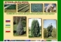 KAMBIUM питомник декоративные деревья и кустарники фирма в Польше Польша